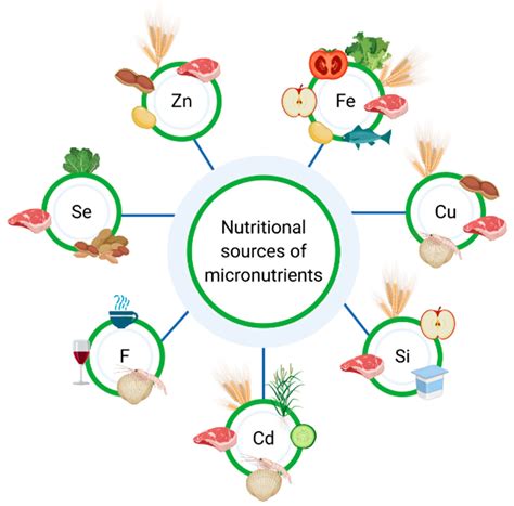 Calcium Nutrient Cycle