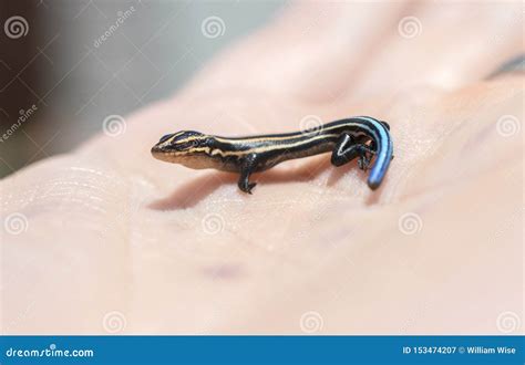 Baby Skink Lizard in Palm of Hand Stock Image - Image of blue, lizard ...