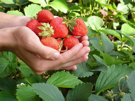 Real Life Lessons On How To Grow Strawberries From Seeds