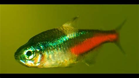 What Is Neon Tetra Disease Why It Is The Most Dangerous