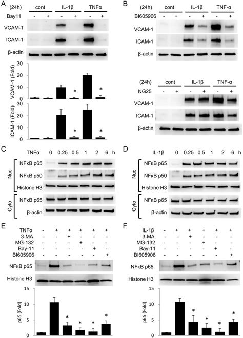 3 Ma Inhibits Cytokines Induced Nf κb P65 Nuclear Translocation A