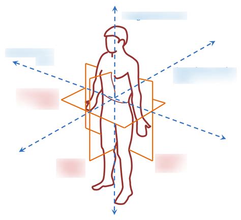 Planes and Axis Diagram Diagram | Quizlet