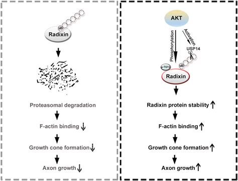 Schematic Diagram Of Akt Radixin Signaling In Neurons Akt Mediated