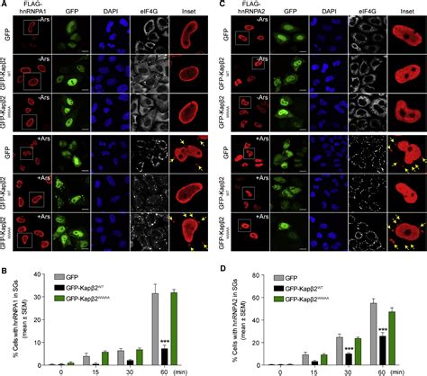 Nuclear Import Receptors Reverse Aberrant Phase Transitions Of Rna