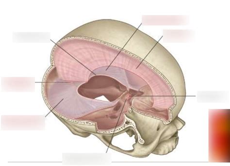 Dura Mater Diagram Quizlet