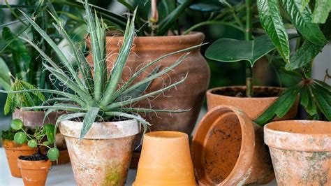 5 Tips For Gardening With Terracotta Pots