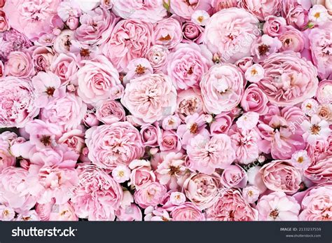 real pink flower background