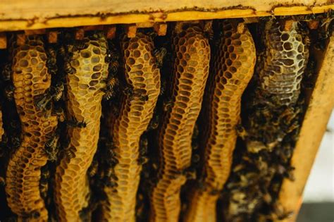 Natural Honey Bee Hives