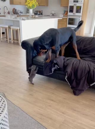 Lorsquil D Couvre Le Nouveau Chiot De La Famille Ce Rottweiler A Une