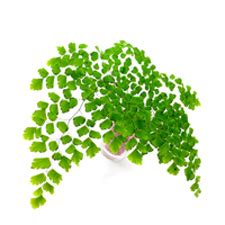 Adiantum Fern Plant Care - House Plants and Flowers