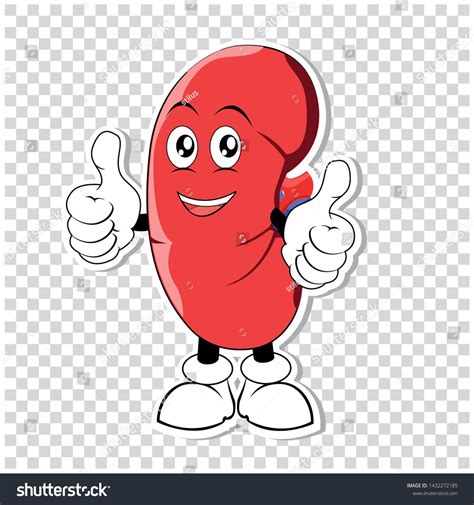 Healthy Kidney Stock Illustrations – 12,958 Healthy Kidney Stock - Clip