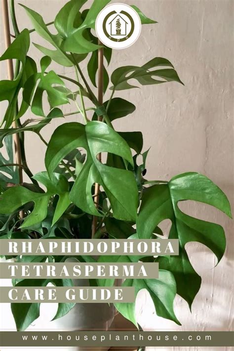 Rhaphidophora Tetrasperma Care Guide Video House Plants Plants