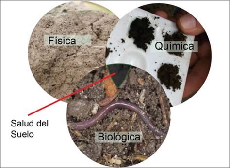 La Salud Del Suelo Intagri S C