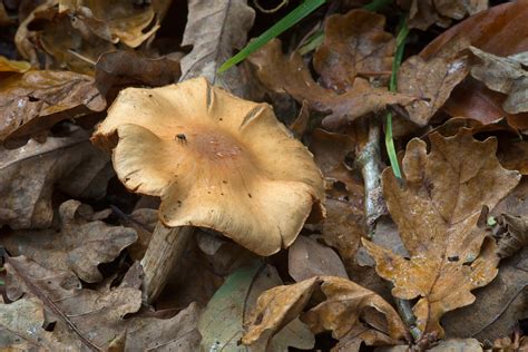 Wenature Database Paddenstoelen Gordijnzwammen