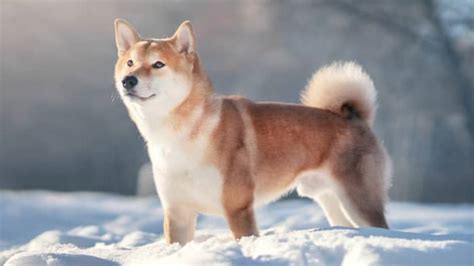 The Ultimate Guide To Shiba Inu Dogs Breed Traits Training Tips And