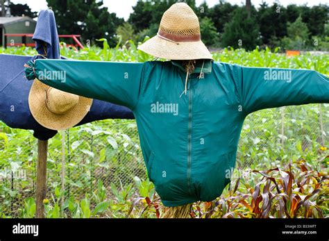 Scarecrows Hi Res Stock Photography And Images Alamy