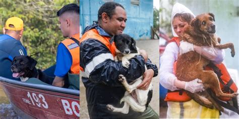 Fotos Animais S O Resgatados Em Meio A Enchente Hist Rica No Rio