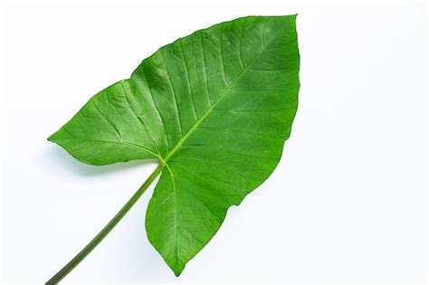 Premium Photo | Taro leaf isolated.