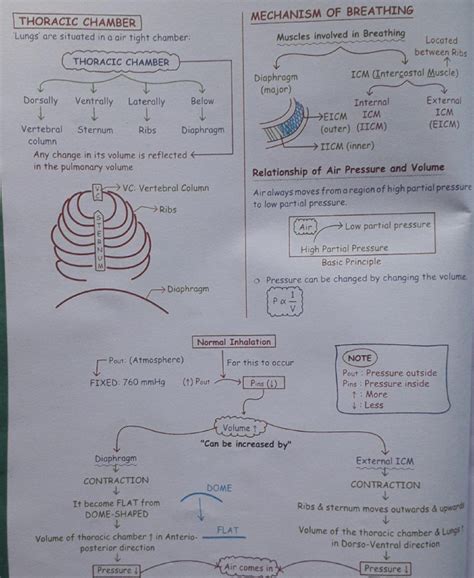 Breathing And Exchange Of Gases 5