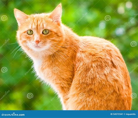 Ginger Cat With Green Eyes