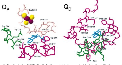 Succinate Dehydrogenase Structure