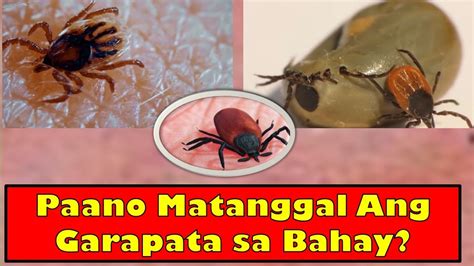 Mga Paraan Para Mapuksa Ang Mga Garapata Sa Bahay Youtube