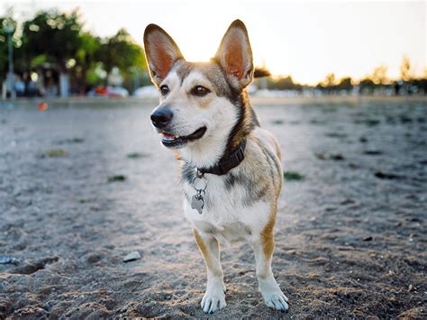 20 Best Corgi Mixes That’ll Give You Cuteness Overload