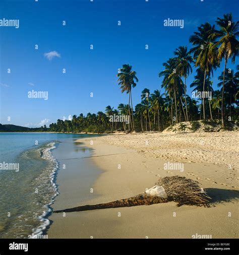 Jolly beach, Antigua Stock Photo - Alamy