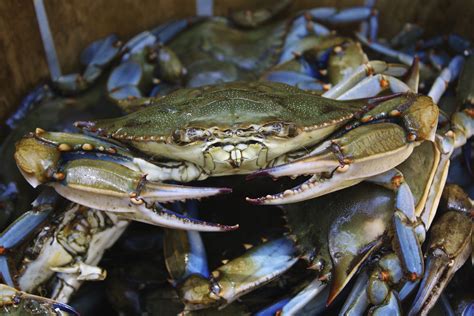 Jandw Seafood —chesapeake Bay Blue Crabs