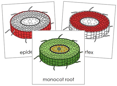 monocot root model