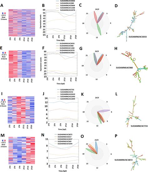 Figure From Thousands Of Oscillating Lncrnas In The Mouse Testis