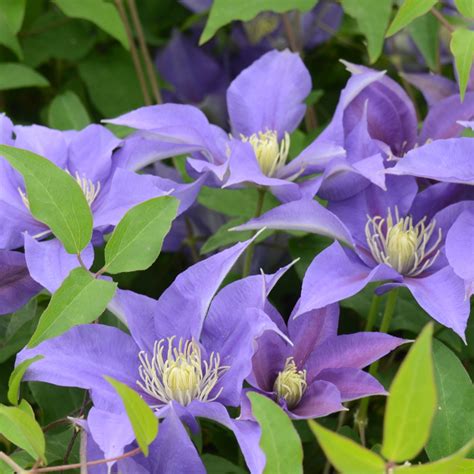 Boulevard® Nubia Clematis Plant Addicts