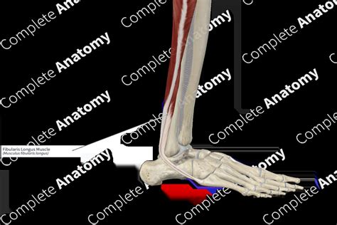 Fibularis Longus Muscle | Complete Anatomy