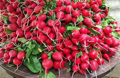 How To Grow Radishes In Your Garden Garden And Happy