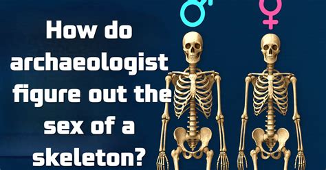 How Archaeologists Determine The Sex Of Skeletons RATHBIOTACLAN