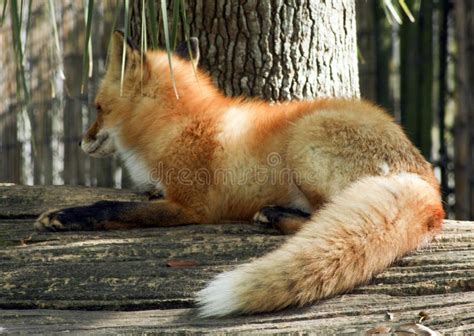 Red Fox Staring Away From Camera Stock Image Image Of Animal Fauna