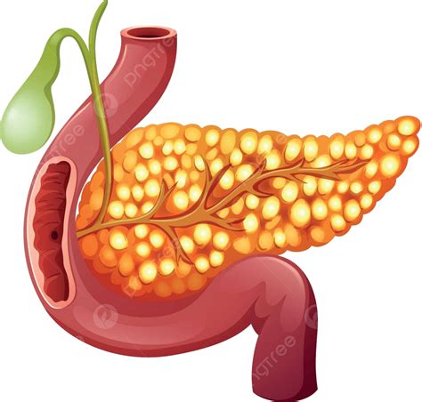 Pancreatic Duct Clipart Png Vector Psd And Clipart With Transparent