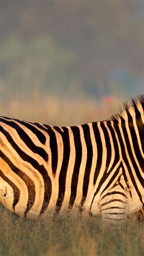 Bing HD Wallpaper 31 Jan 2024 Burchell Zebra Mutter Und Fohlen