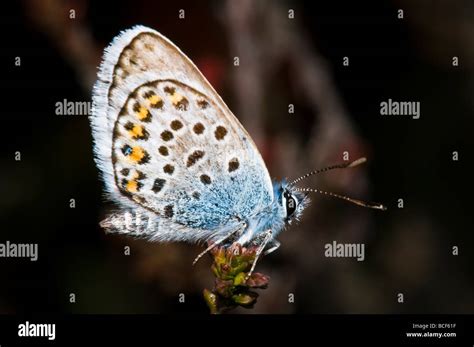 Silver-studded Blue butterfly Stock Photo - Alamy