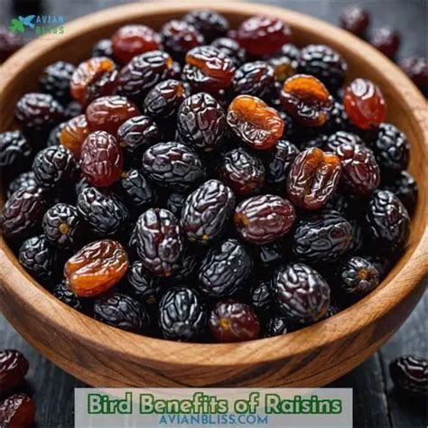 Can Birds Eat Raisins The Ultimate Guide To Feeding Raisins To Birds