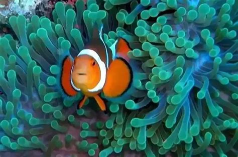 Commensalism Examples In Marine Biome