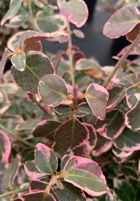 Euonymus Fortunei