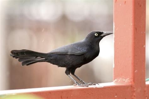 Greater Antillean Grackle