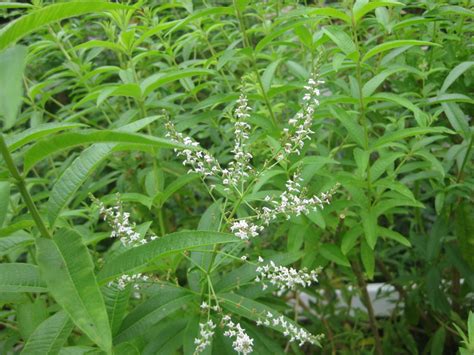 Lemon Verbena A Must Have Plant The Smarter Gardener