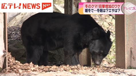 冬眠しているはずのクマの痕跡が至る所に 広島県内12月の目撃件数は一昨年の4倍に増加（2024年2月8日掲載）｜広テレ！news Nnn