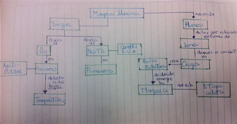 Cuaderno De Biologia Mapa Conceptual De La Mariposa Monarca