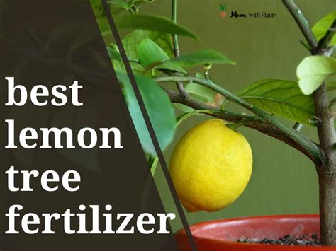 Best fertilizer for Meyer lemon tree (in 2024) - Mom with Plants