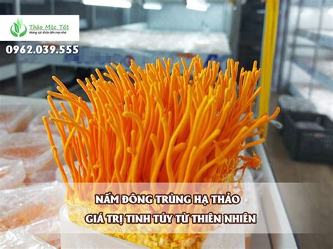 nam dong trung ha thao gia tri tinh tuy tu thien nhien trung tam