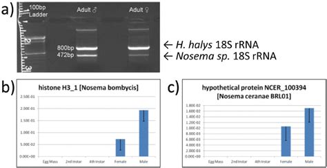 Identification And Quantification Of Nosema Sp Gene Expression In H