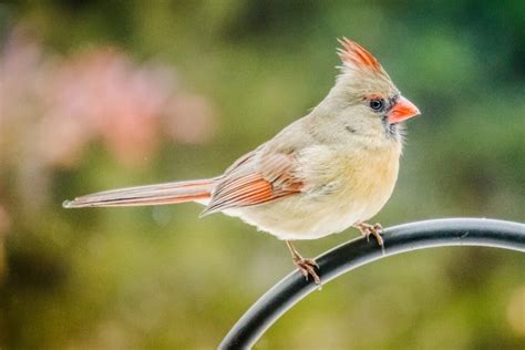 White Cardinal Spiritual Meaning and Symbolism (9 Omens)